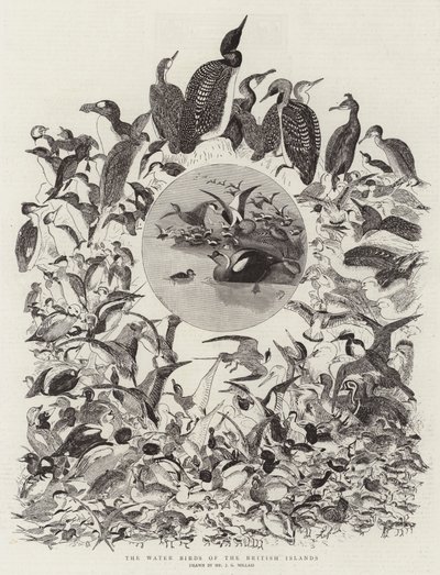 De watervogels van de Britse eilanden door John Everett Millais